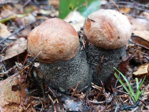 October 2023 mushroom hunt for noble mushrooms! Mushroom picker's satisfaction!