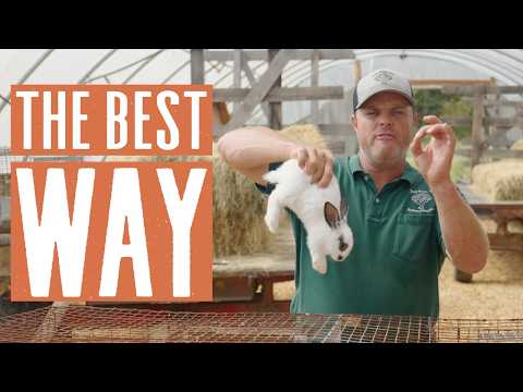 Rabbit Handling Tips From a Pro Farmer Daniel Salatin