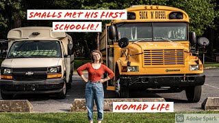 Schoolie Meets Schoolie Smalls First Meet Up Our Cat Can Roll Over