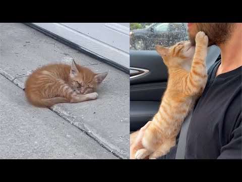 Rescue Of Blind Baby Kitten On Roadside That Was Close To Death ? Cries For Help