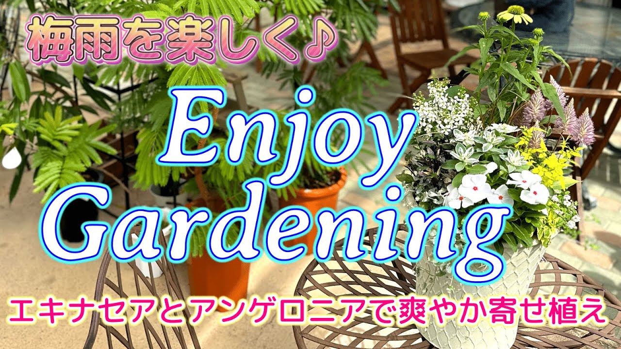 梅雨でも楽しく！エキナセアとアンゲロニアで涼しく爽やか寄せ植え