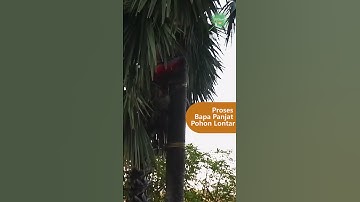 Dalam waktu 46 detik bapa tiba di pucuk pohon lontar #shorts