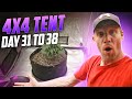 How to grow one giant plant in a spiderfarmer 4x4 tent  se7000