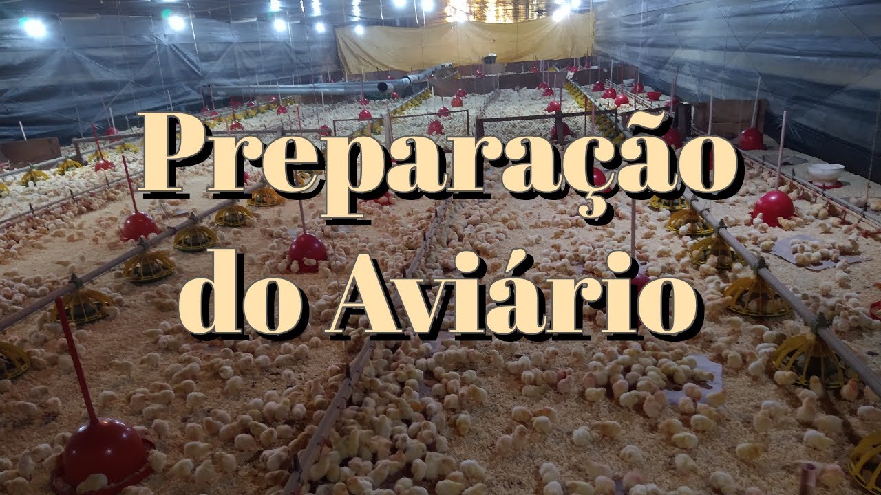como é feito a preparação do aviário para a chegada dos frangos.