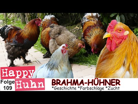 E109 Brahma Hühner und Zwerg-Brahmas im Rasseportrait bei HAPPY HUHN Riesenhühner aus den USA, hens