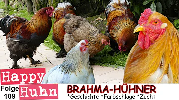 Wie viel wiegt ein Brahma Huhn?