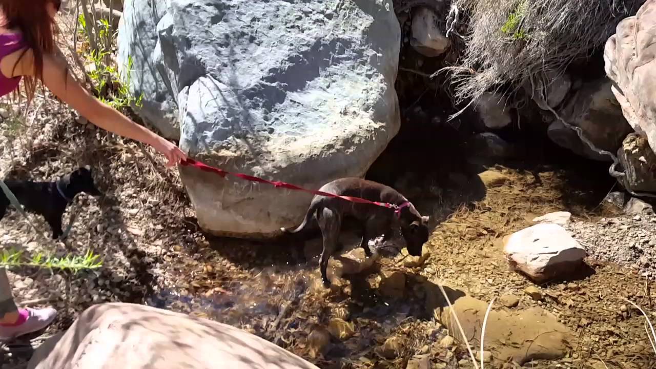 BigPoppa 420 Hiking a mountain stream