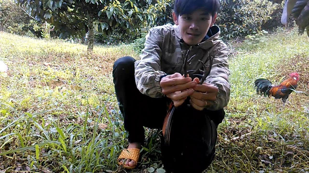 AYAM HUTAN MERAH: Tidak Percaya bisa Dapat Hasil Jerat Ayam BUruan yANG