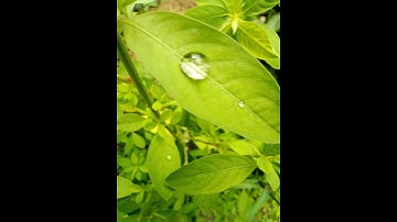 Water droplet transition video ~Arijit op