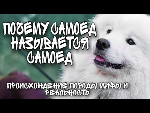 Video: Raca E Qenve Samoyed: Përshkrimi, Karakteristikat