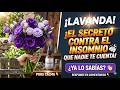 Por qué la Lavanda es mejor que cualquier pastilla para dormir
