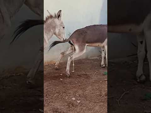 Male Donkey Full Enjoy#donkey #donkeysanctuary #animal