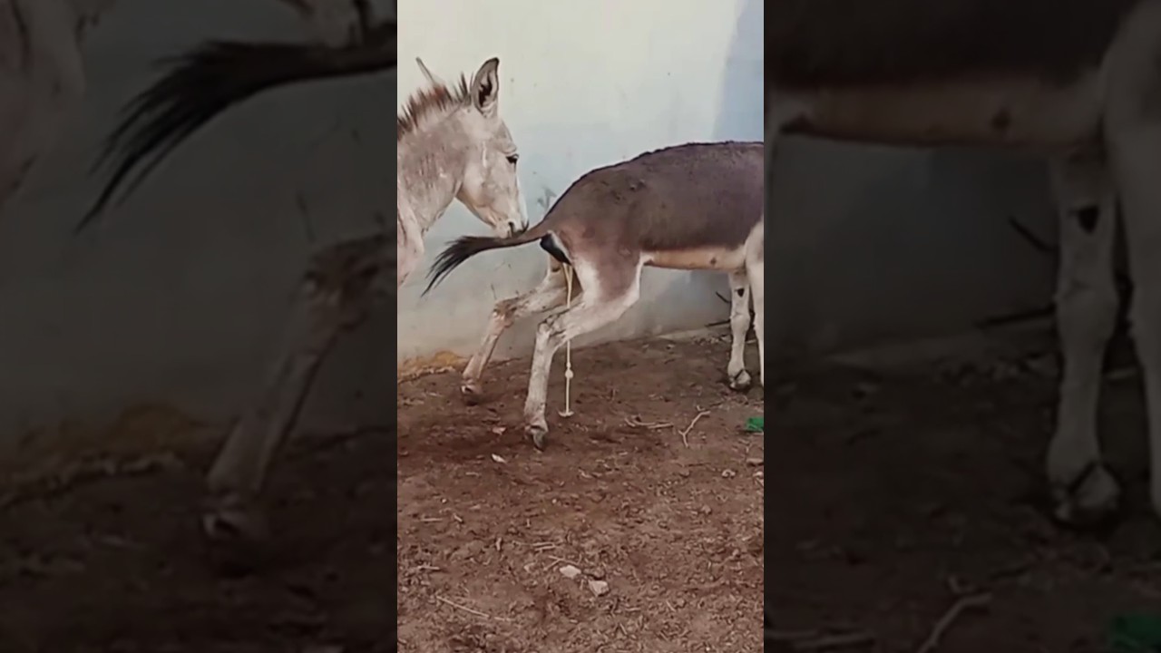 Rescue Donkey Couldn't Walk Until...❤️ | The Dodo Faith = Restored