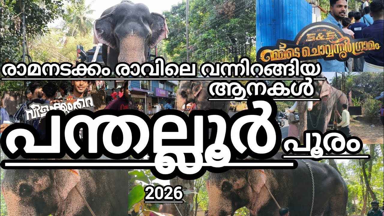 പന്തല്ലൂർ പൂരം 2026 തെച്ചിക്കോട്ടുകാവ് രാമചന്ദ്രൻ അടക്കം നിരവധി ആനകൾ വന്നിറങ്ങി #Panthalloorpooram