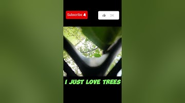 FPV freestyle Drone | I crashed into a tree🌳