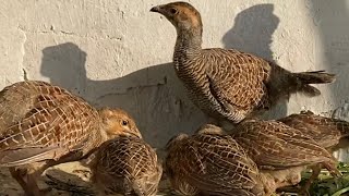 Teetar And Teetri With Chicks Teetar Kay Shikar Kaley Awaz