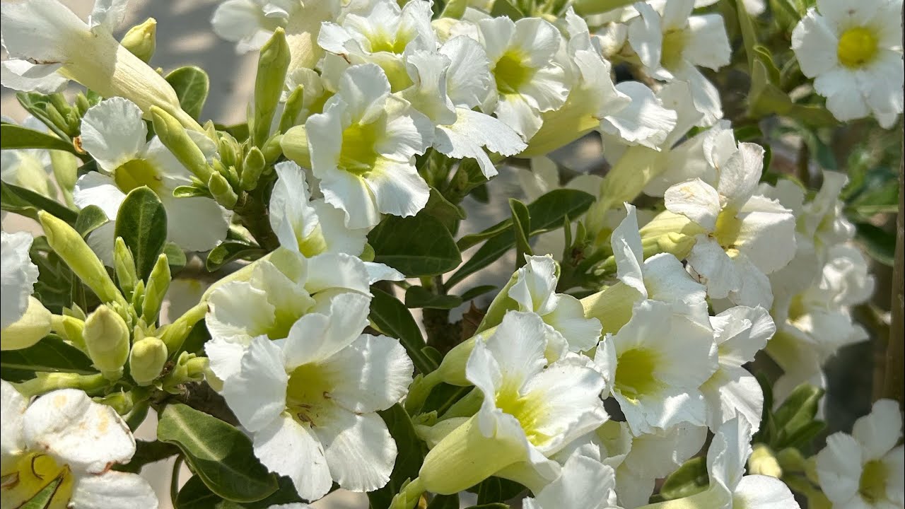 Ep.186 แอดไลน์ ID.line 6110bbb สนใจติดต่อโทร 093-162-6110 ชวนชมน้องของขวัญ