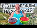 Урожайный день на даче | море смородины и дочка на стульчике-трансформере Кузя