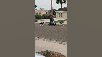 Funny Things @ RV Parks #1 // Full Time RV Life // #shorts #dogs #animal