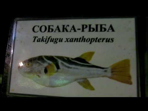 желтопёрый иглобрюх - рыба фугу