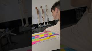 Action Potential Modeling