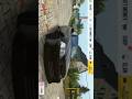 car review 🔥🔥🔥🔥 #car #3dindianbikesdriving3dgameindianbikedriving #gaming