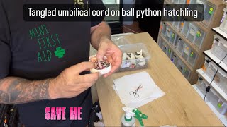 Ball python egg hatching. Tangled umbilical cord issue ⚠️