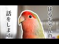 はるちゃんの話をします Rosy Lovebird HARU Story