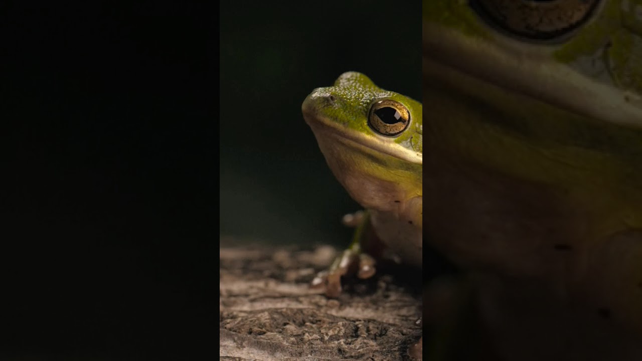 कछुए की प्यारी कहानी 🐢 | Cute Turtle Video for Kids | Animal Story in Hindi