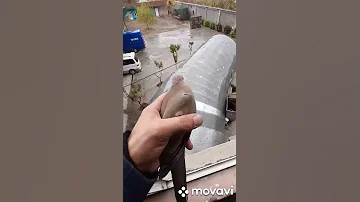Малая горлица