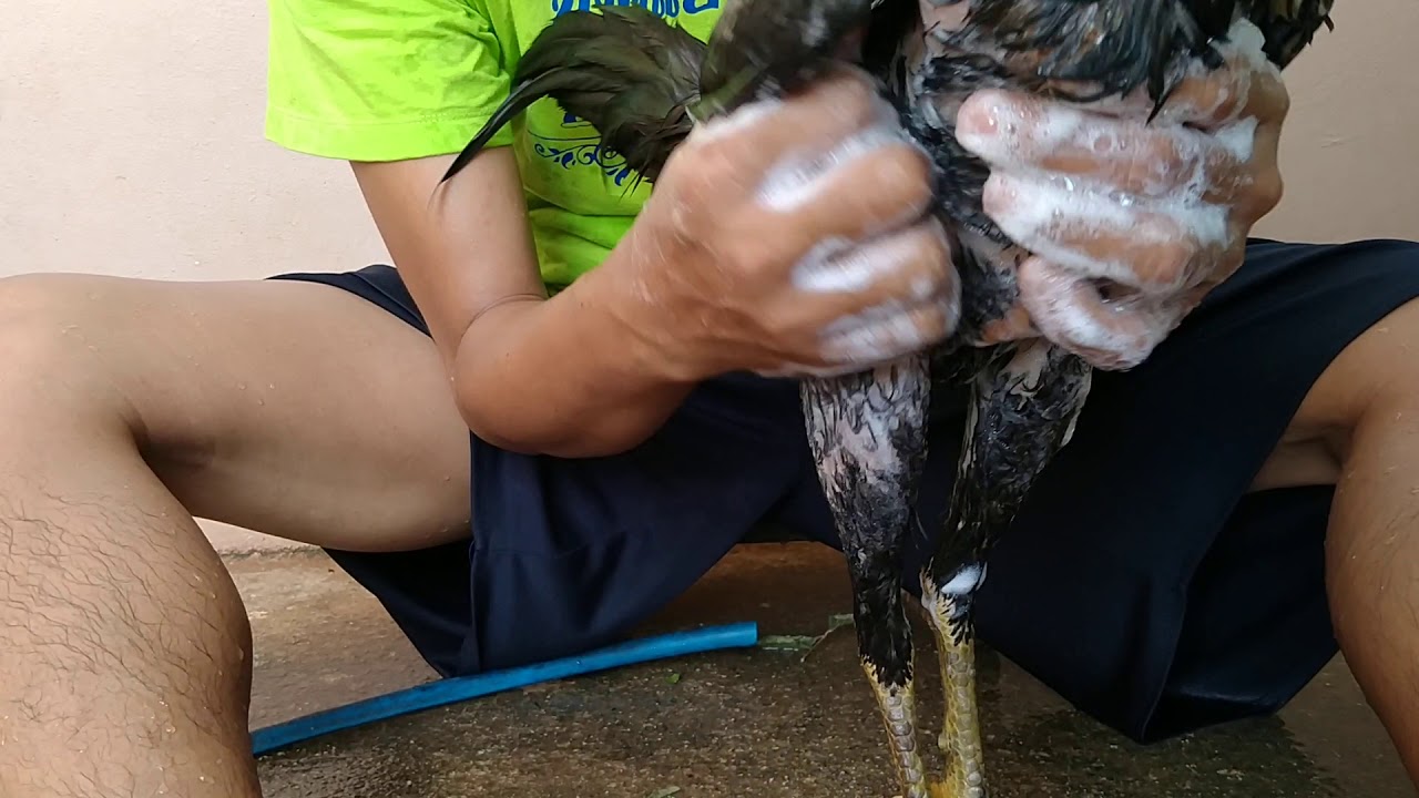 เราจะมาอาบน้ำให้ไก่ใหม่จับจากเล้า