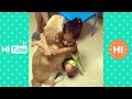 ♥面白いことをしているかわいい犬と猫P19♥面白い動画2018