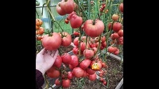 Способ высадки томатов в грунт. Что добавляю в лунку и многое другое...