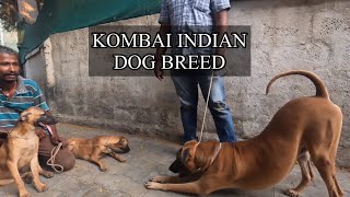 जंगली सूअर का शिकार अकेला कर लेता है हमारा Indian Kombai Dog Breed 🇮🇳🇮🇳