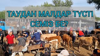 Жаркент мал базары. 10.09.2023ж