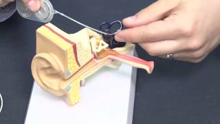 CDIS 4027 Hearing Aids
