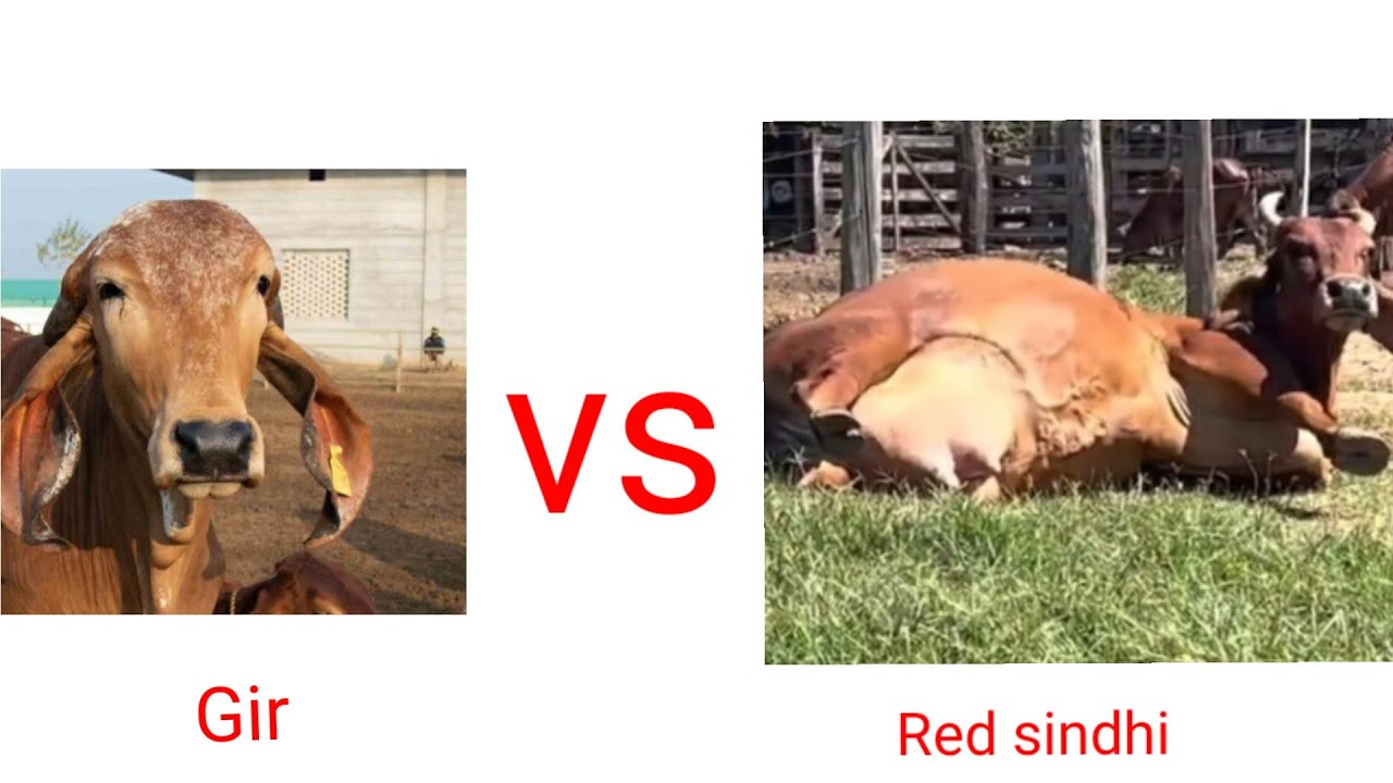 gir vs red sindhi