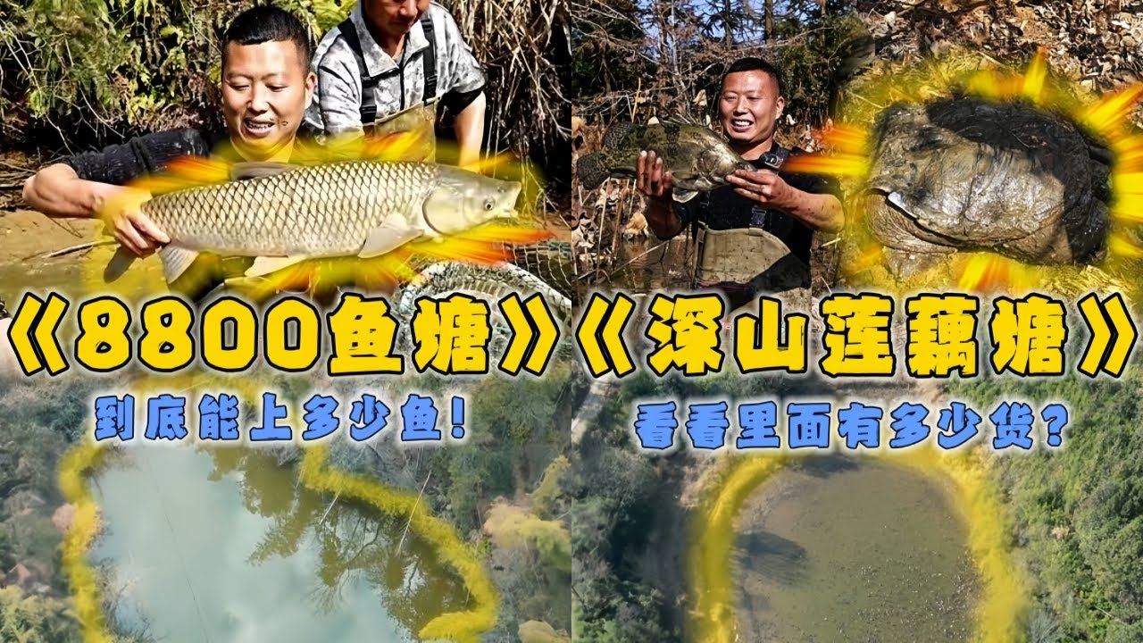小飞哥花8800元包下20多年没干的泉水塘，看看到底能上多少鱼？｜花5500元包下深山莲藕塘，看看里面有多少货？