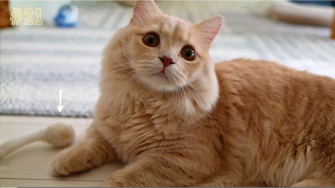 【持ってきてくれる？】ネズミを投げて狩り遊びしてみたら元気いっぱいでかわいすぎた