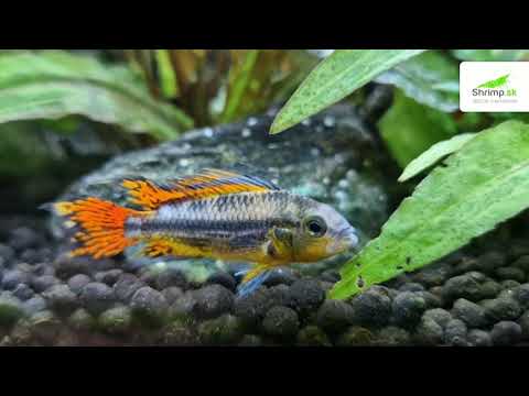 Cichlidka kakadu - Apistogramma cacatuoides www.shrimp.sk