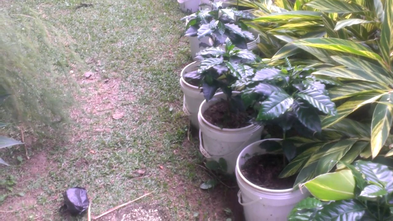 Café Variedad Geisha Panamá, matas madres para semillas