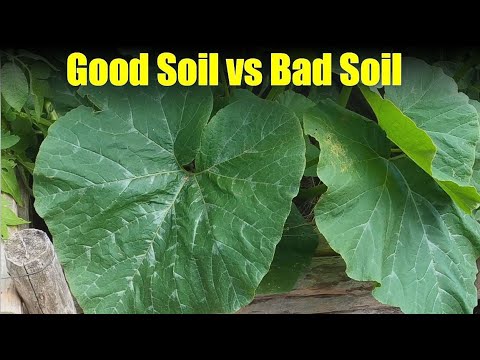 Zucchini Soil Depth