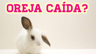 ¿Por qué mi conejo tiene una oreja caída y la otra no? by Vida de un conejo 2,041 views 2 months ago 3 minutes, 18 seconds