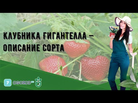 Клубника Гигантелла — описание сорта