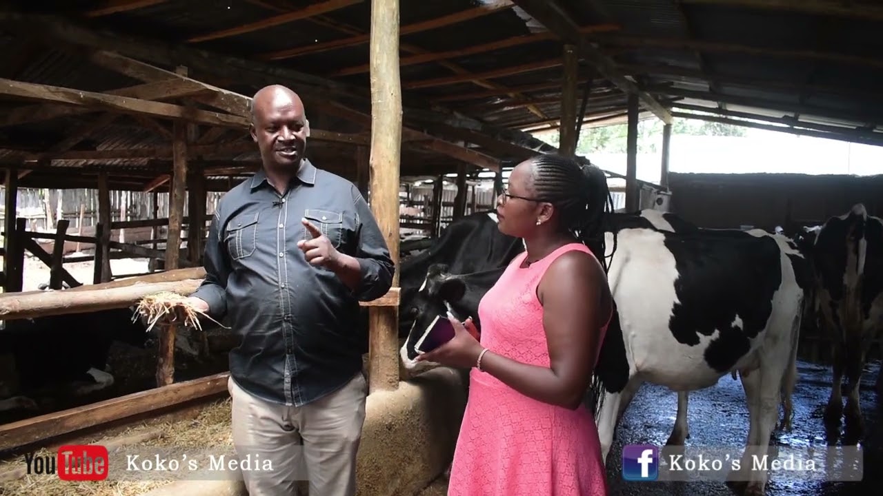 Dairy Farming with Dr. Bett Kericho Based Dairy farmer (Part 2) YouTube