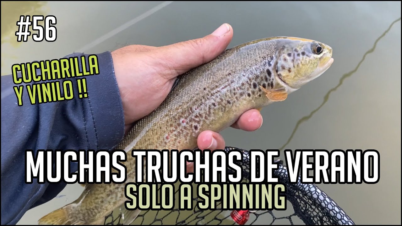 Pescando muchas Truchas de Verano solo a Spinning con Cucharilla y Vinilo | Julio 2023