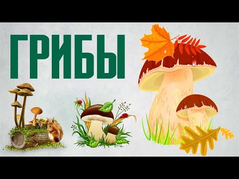 ИНТЕРЕСНЫЕ ФАКТЫ О ГРИБАХ