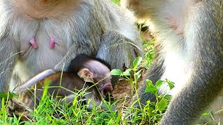 Sharply Cries Convulsion, Wild Babies Mateo Extremely Cries Loud Like Thunder Sound Anqry His Mom