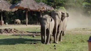 When an elephant herd meet with the tractor driver - ElephantNews