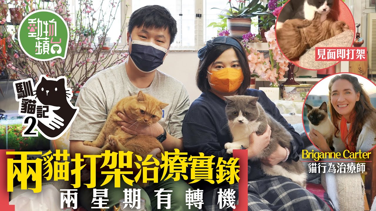 家中2隻貓貓撲咬打交成地毛！治療師教你用一對「有味襪」令世仇變老友 實試3招兩星期見轉機 #動物蘋台 #馴貓記─果籽 香港 Apple Daily─原刊日期：20210300
